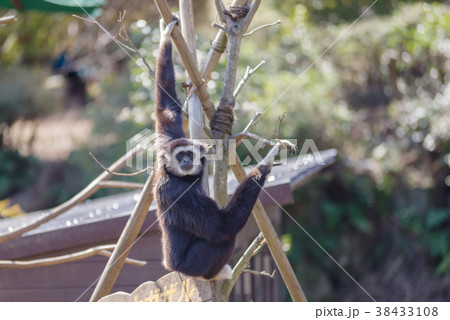 伊豆シャボテン公園　シロテテナガザル 38433108