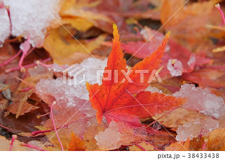 雪と紅葉 38433438