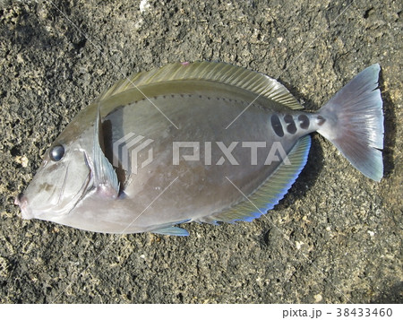 磯釣りで釣ったサンノジ ニザダイ の写真素材