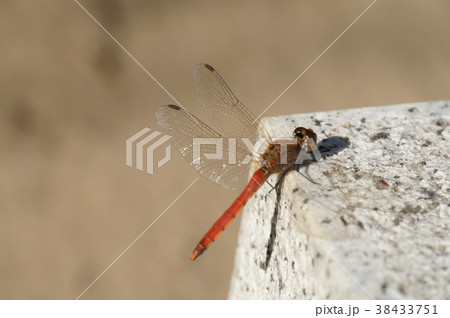 アキアカネ 38433751