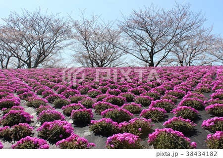 荒川赤羽桜堤緑地 芝桜の写真素材