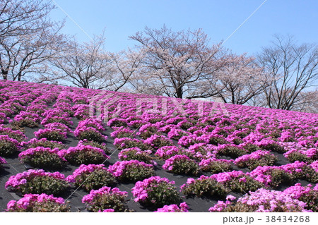 荒川赤羽桜堤緑地 芝桜の写真素材