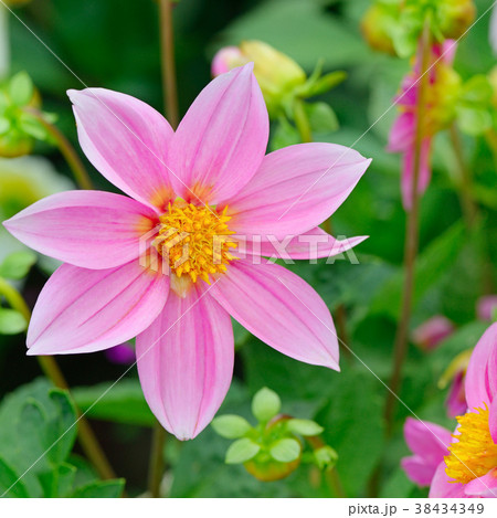 Dahlia on background of flowerbeds. Dahlia on background of flowerbeds. 38434349
