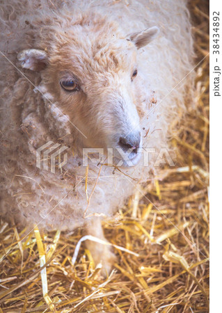 Sheep inside barn 38434892