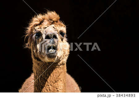 Alpaca in front of its barn Alpaca in front of its barn 38434893