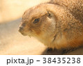 プレーリードッグ 38435238