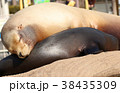 お昼寝アシカ 38435309