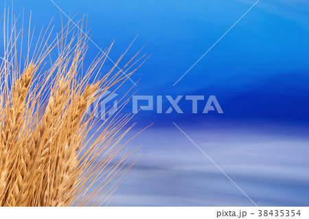 Sheaf of Barley with the Blue Sky 38435354