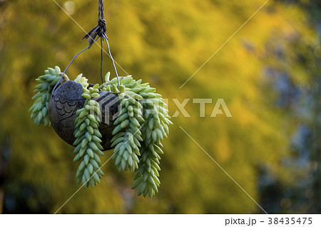 緑色 緑 グリーン 38435475