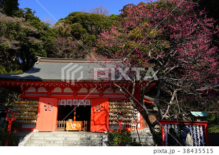 2月 鎌倉428寒紅梅咲く荏柄天神社 2月 鎌倉428寒紅梅咲く荏柄天神社 38435515