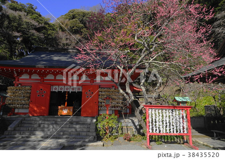 2月 鎌倉432寒紅梅咲く荏柄天神社 2月 鎌倉432寒紅梅咲く荏柄天神社 38435520