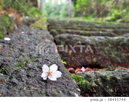 落花の石段 38435744