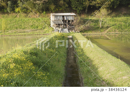 春の田圃 春の田圃 38436124