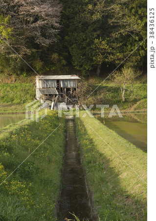 春の田圃 春の田圃 38436125