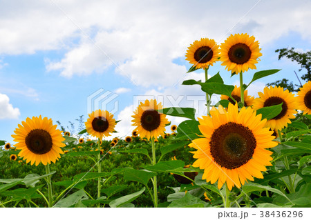 夏　ひまわり 38436296