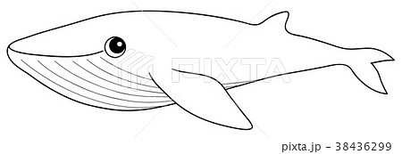 シロナガスクジラ ぬりえのイラスト素材