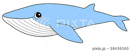 シロナガスクジラのイラスト素材 38436300 Pixta
