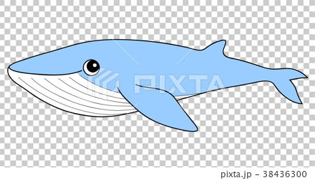シロナガスクジラのイラスト素材 38436300 Pixta