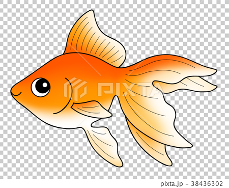 金魚 流金 琉金 のイラスト素材 38436302 Pixta