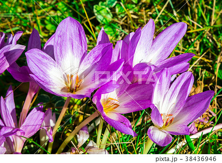 autumn flowers Colchicum autumn flowers Colchicum 38436946
