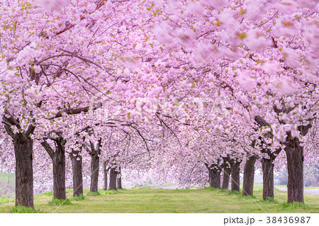 桜並木 信州小布施町の写真素材