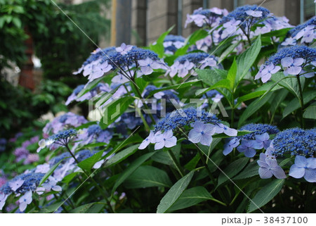 紫陽花 38437100