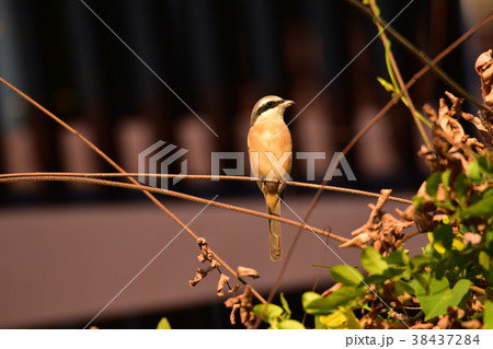 鳥綱 動物 動物学 38437284