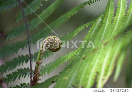 植物 工場 プランツ 38437286