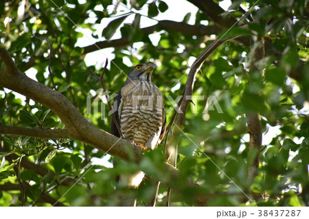 ラプター ラプタ タカ目 38437287