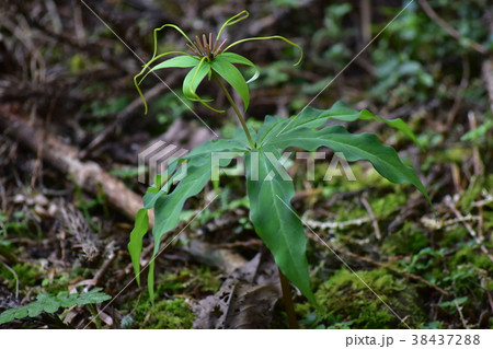 花 フラワー お花 38437288