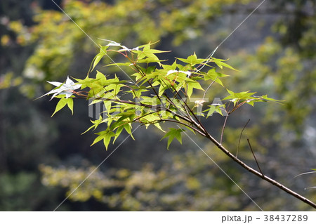 楓 カエデ メープル 38437289