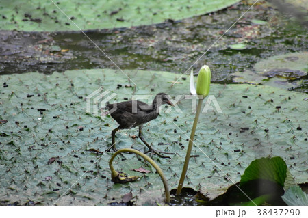 雛 ヒヨコ 若鳥 38437290