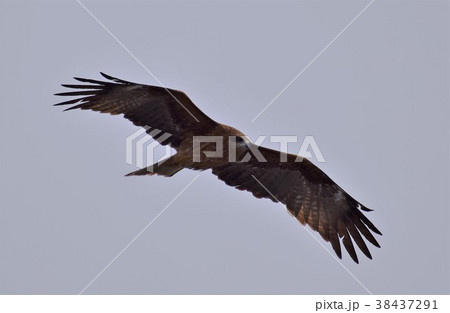 ワシ 鷲 イーグル 38437291