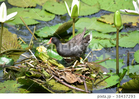 鳥綱 動物 動物学 38437293