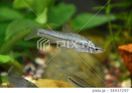 動物 動物学 38437297