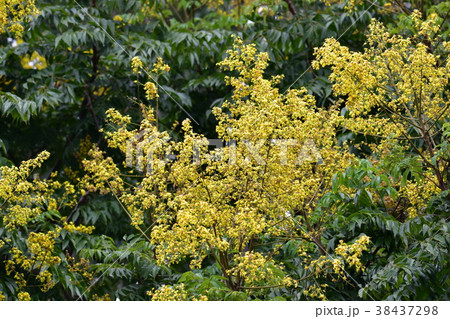 花 フラワー お花 38437298