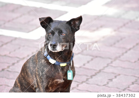 犬 狗 わんこ 38437302