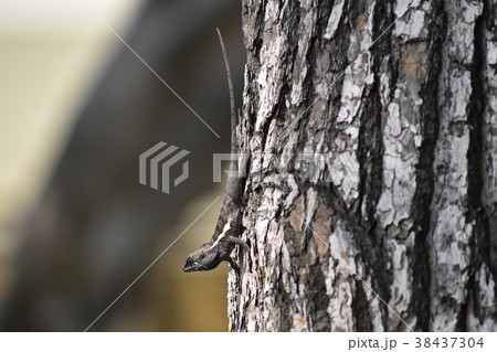 とかげ 蜥蜴 トカゲ 38437304