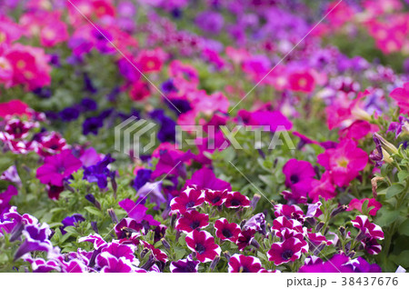 朝顔 アサガオ 西洋あさがお 38437676