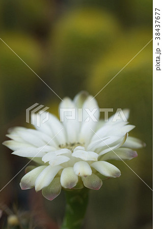 サボテンの花 サボテン花 多肉植物 38437677