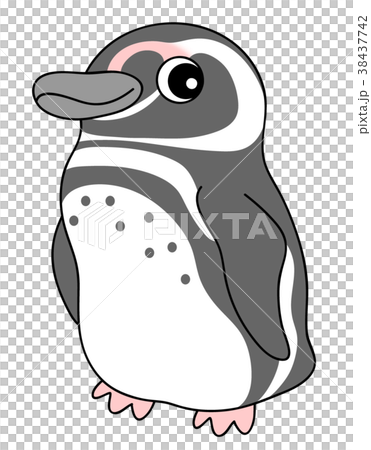マゼランペンギンのイラスト素材