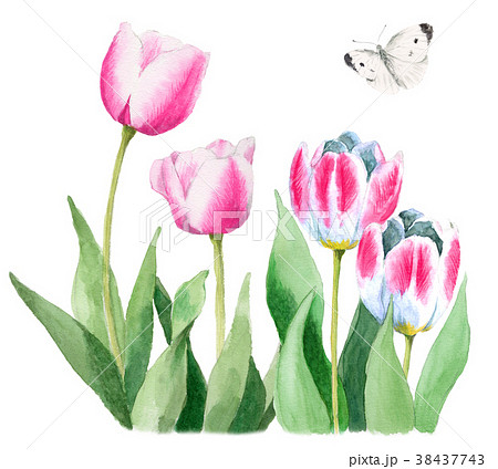 水彩で描いたピンクと白のチューリップとモンシロチョウのイラスト素材