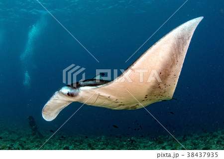 Manta in the blue ocean background portrait 38437935