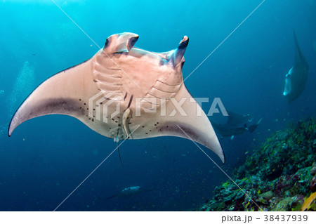 Manta in the blue ocean background portrait 38437939