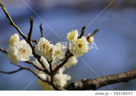 梅の花 38438047