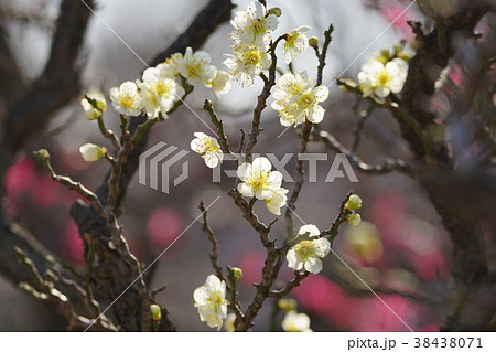 梅の花 38438071