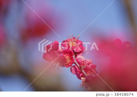 梅の花 梅の花 38438074