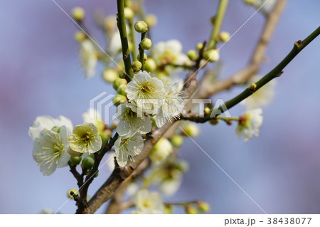 梅の花 梅の花 38438077