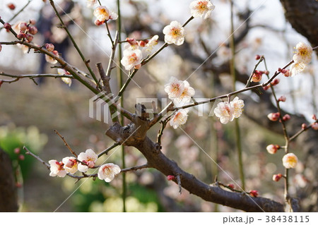 梅の花 38438115