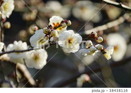 梅の花 梅の花 38438116